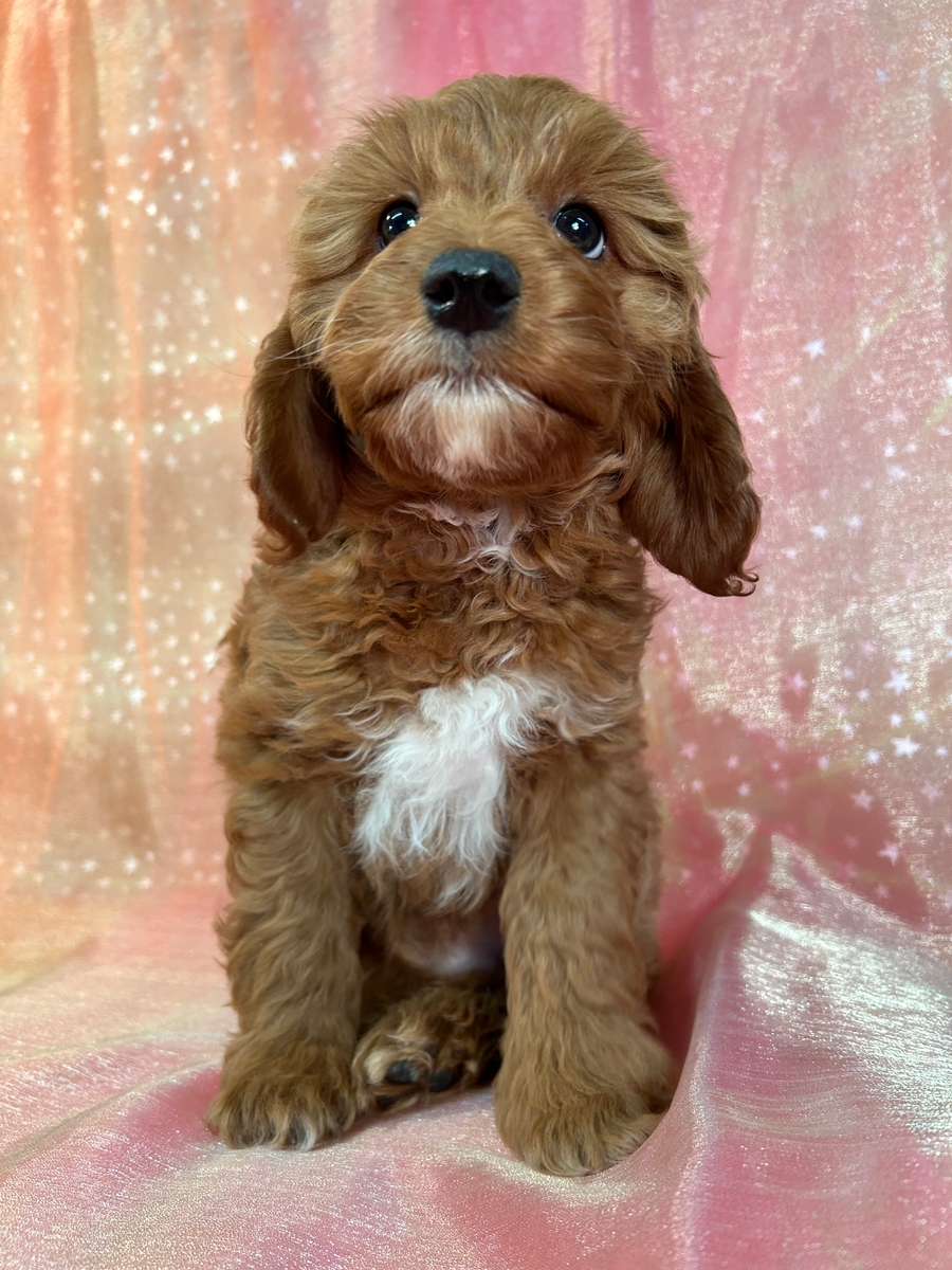 Iowa Cockapoo Puppy for Sale DOB 11-1-2025 $950